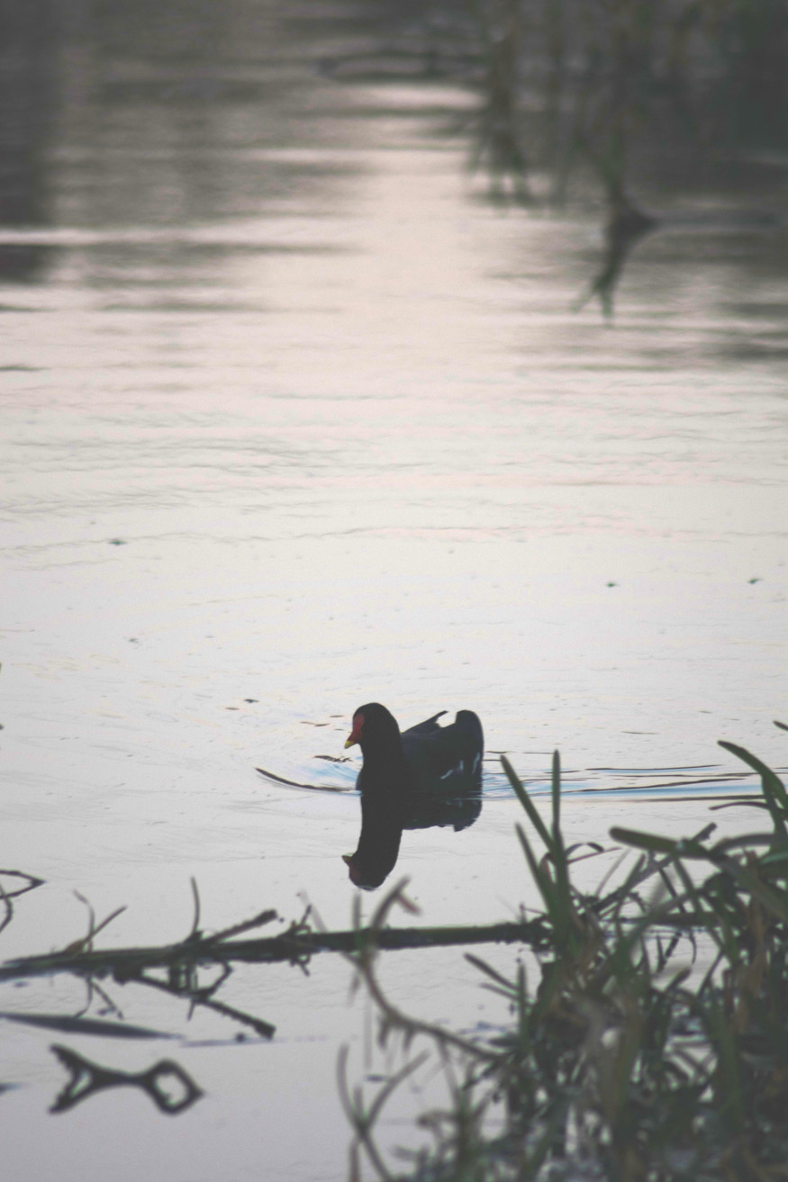 A bird on the canal